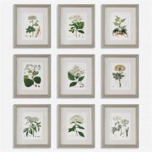 Uttermost 41466 - Uttermost Antique Botanicals Framed Prints Set/9
